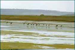 Laguna de Gallocanta